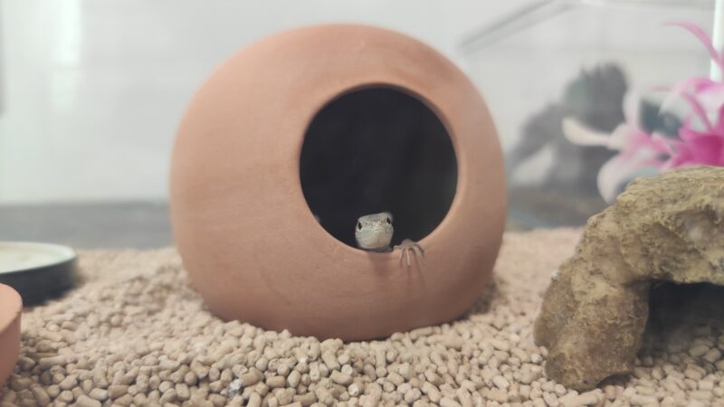カナヘビ