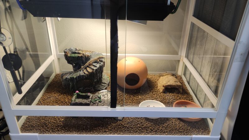 カナヘビ飼育レイアウト