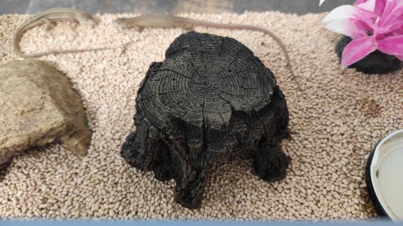 かくれ流木切株