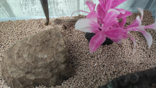 カナヘビが人工餌になれる