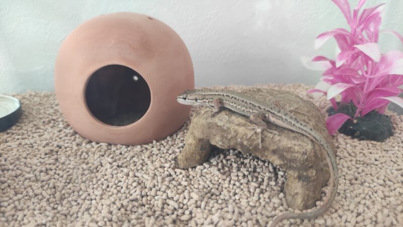 カナヘビ
