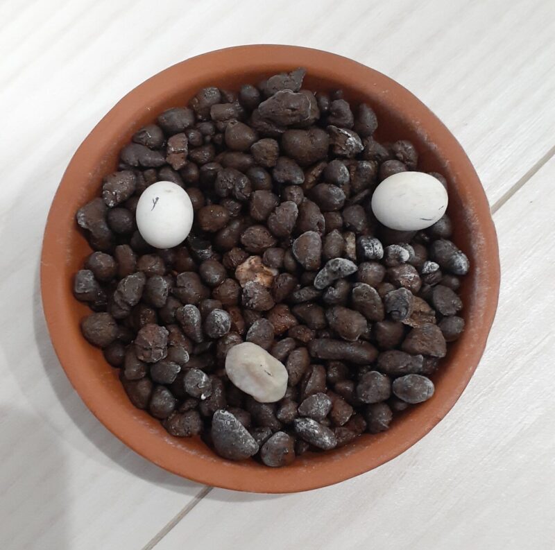 カナヘビの卵、萎む