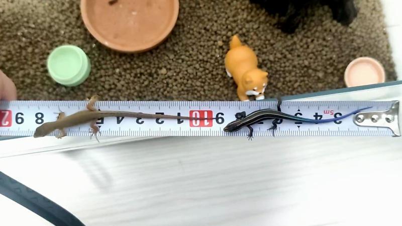 ニホントカゲとカナヘビの違い