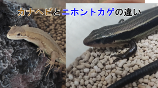 とかぼうブログ ニホンカナヘビにおすすめの餌 飼育道具 飼い方などを紹介 カナヘビ特化サイト
