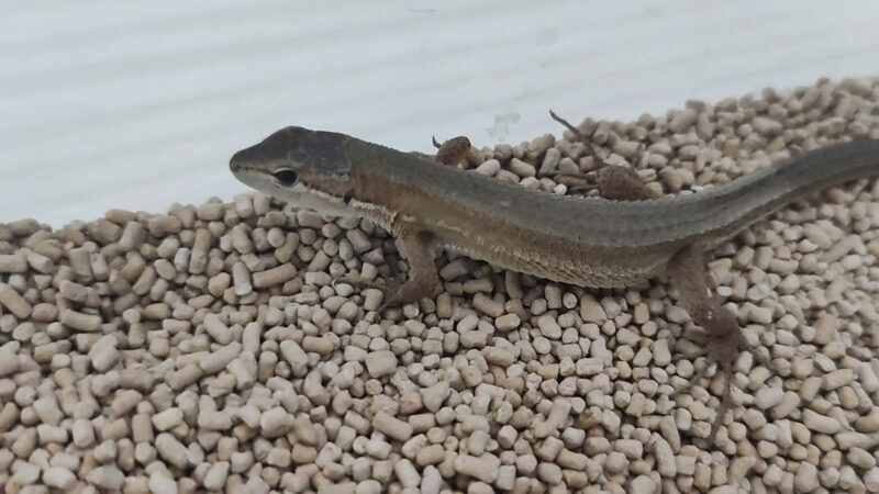 ニホンカナヘビ