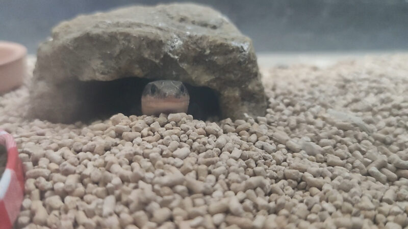 ニホントカゲ穴にいる