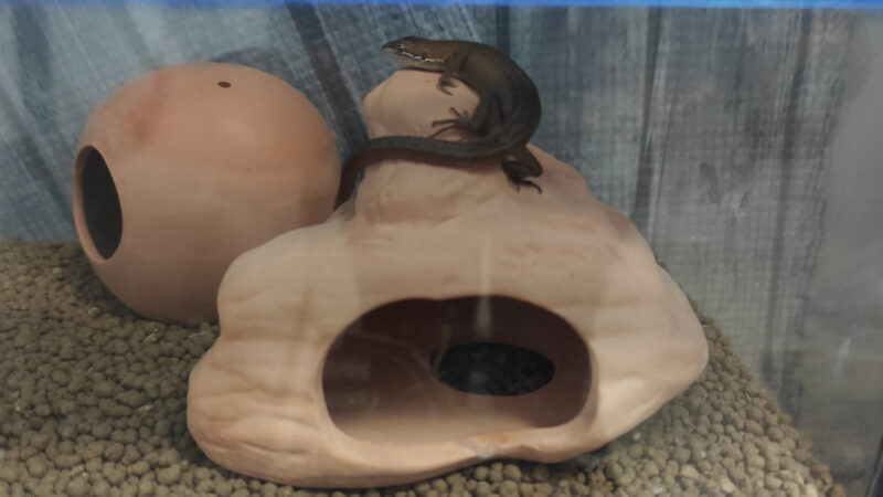 カナヘビ寝てる