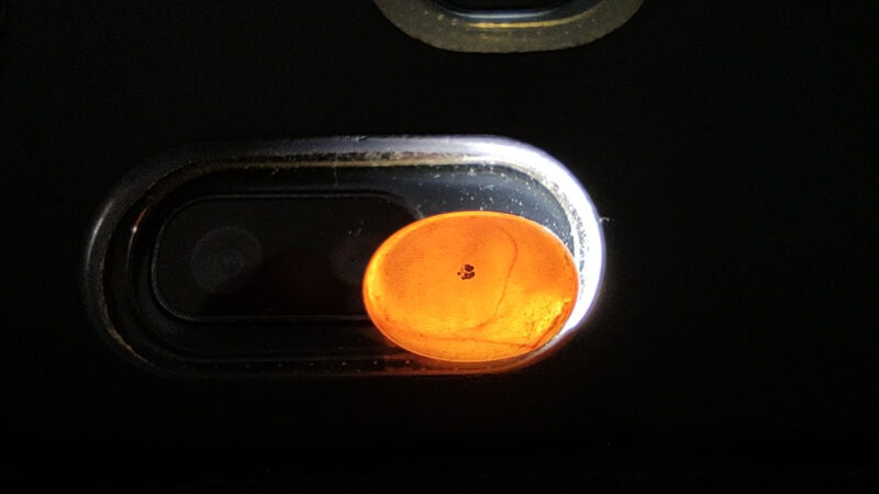 カナヘビの卵無精卵