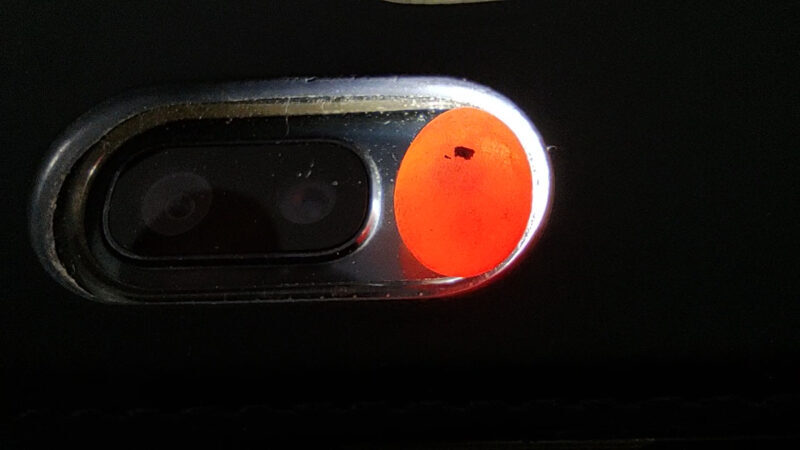 カナヘビの卵有精卵