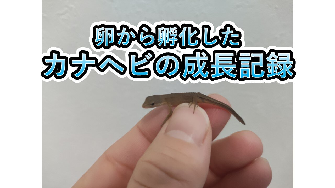 カナヘビの成長記録 卵から大人になるまで カナヘビとかぼう