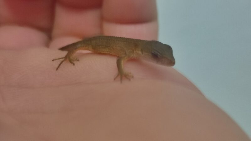 カナヘビの赤ちゃん