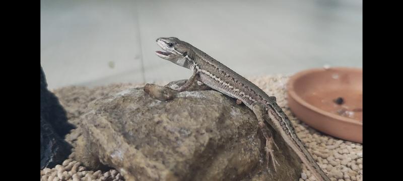 カナヘビのクル病