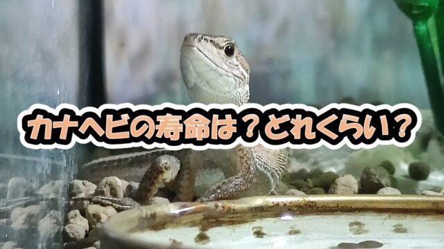 カナヘビの飼育ケースおすすめ3選 カナヘビとかぼう