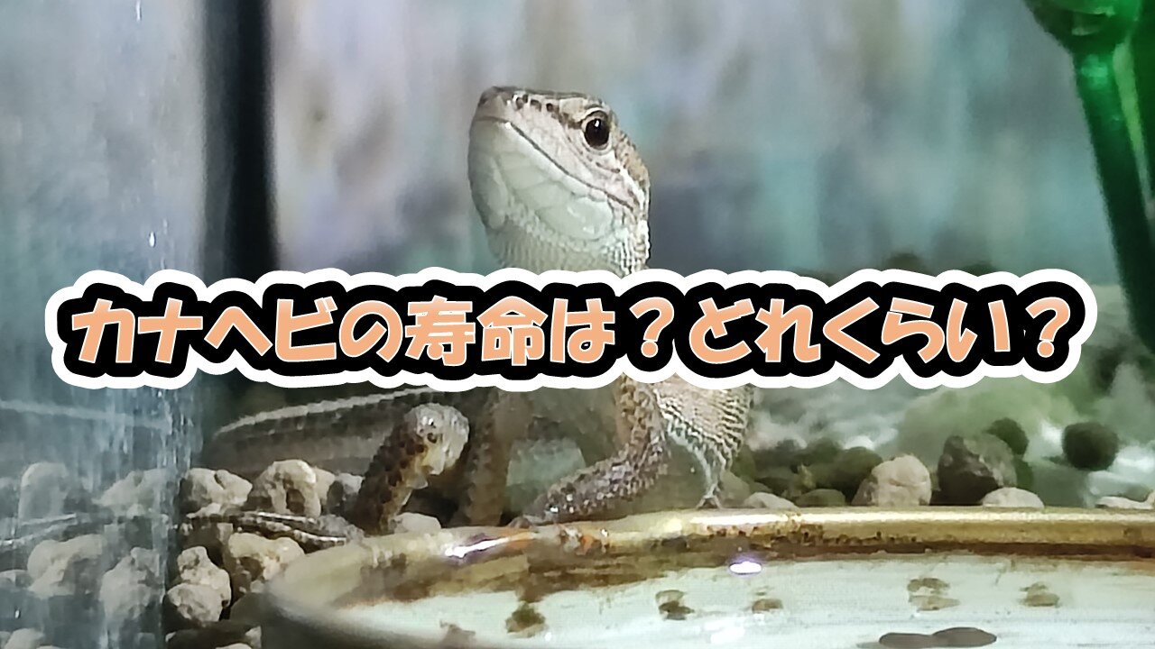 カナヘビの寿命7年はデタラメ 本当に飼育している私だからわかる真実とは カナヘビとかぼう