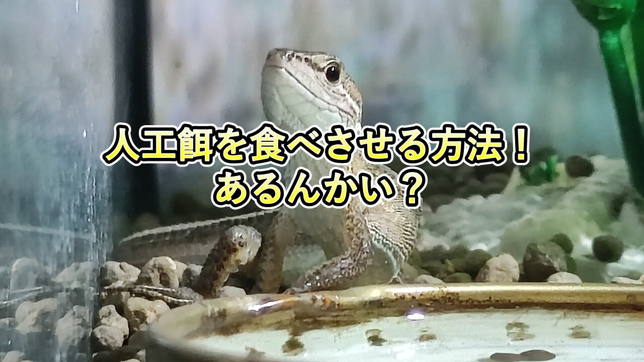 カナヘビに人工餌を慣れさせる方法を紹介 カナヘビの食欲の真実を話します カナヘビとかぼう