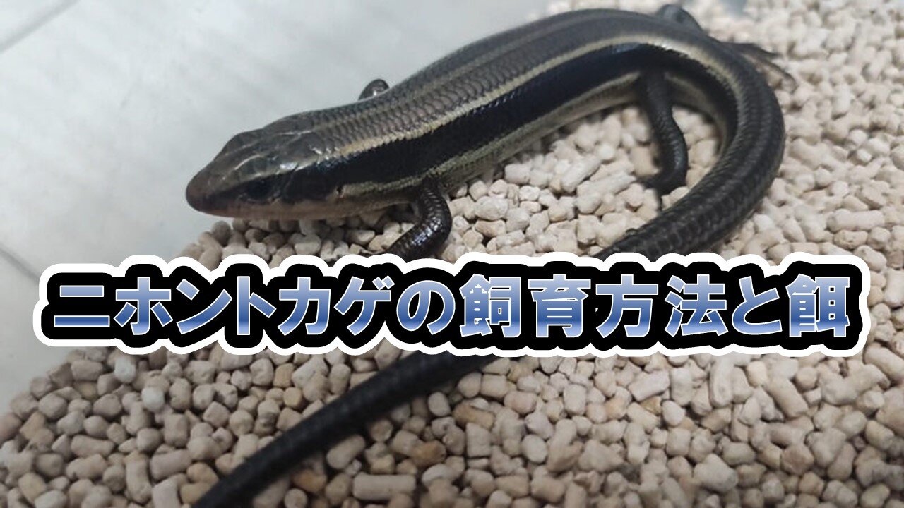 ニホントカゲの飼育方法やおすすめの餌を紹介 カナヘビとかぼう