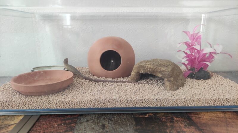 カナヘビ飼育レイアウト