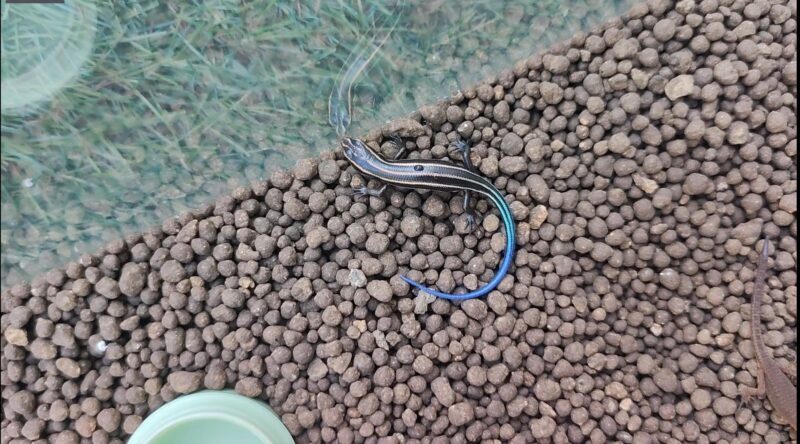 ニホントカゲ赤ちゃん