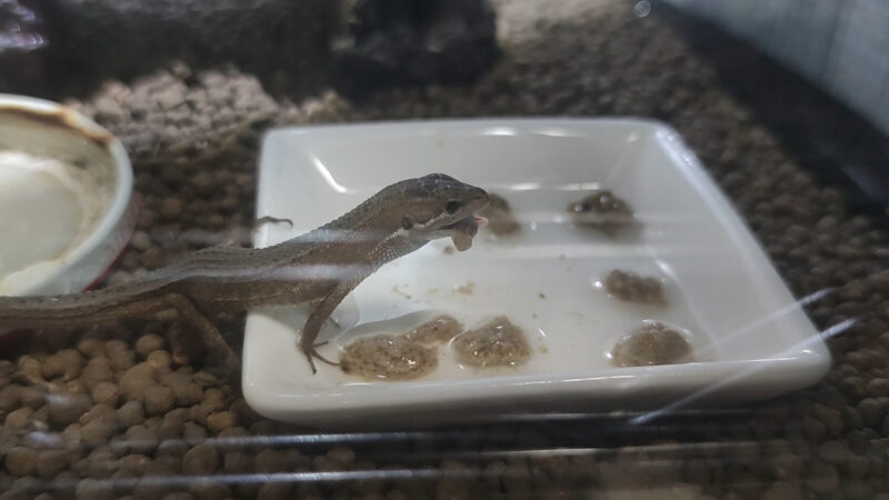 カナヘビ人工餌に慣れさせる