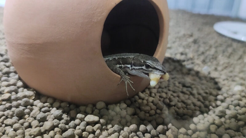 カナヘビの食べる虫
