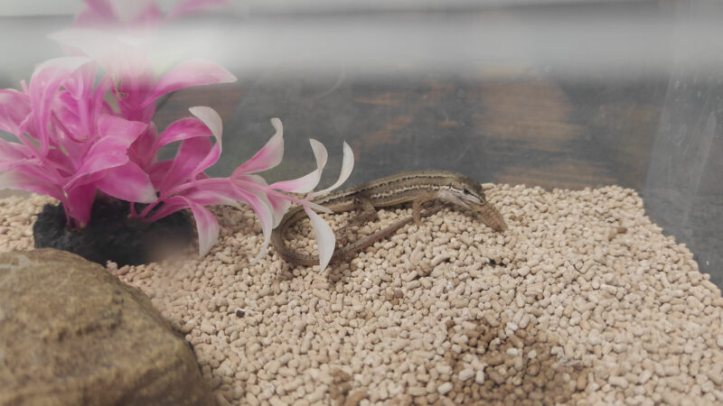 カナヘビ餌を食べる