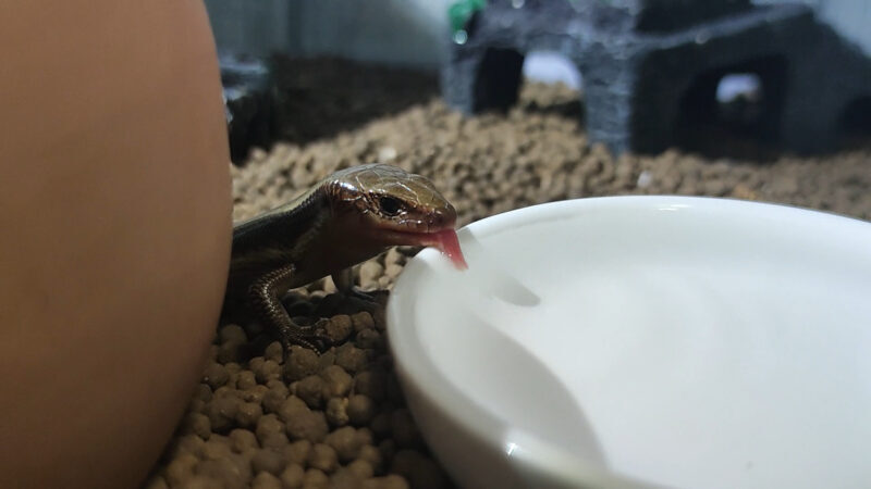 ニホントカゲが水を飲む様子