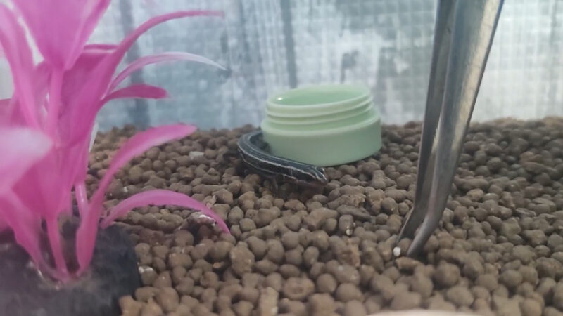 ニホントカゲの飼育は難しい