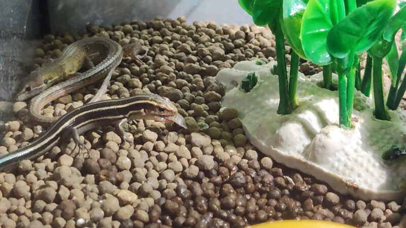 ニホントカゲワラジムシを食べる