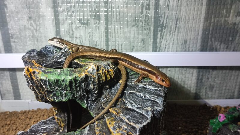 ニホントカゲとカナヘビ