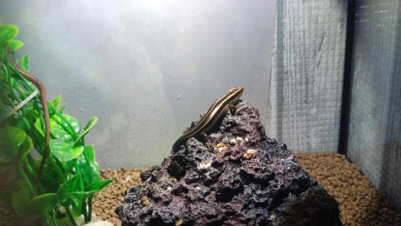 紫外線ライトに当たるニホントカゲ