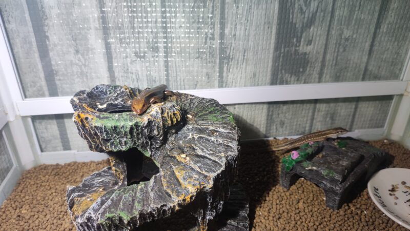 ニホントカゲシェルター