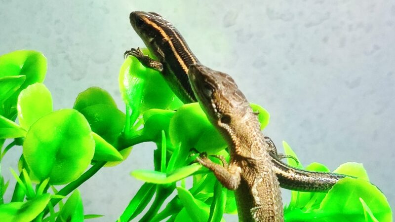 ニホントカゲとカナヘビ