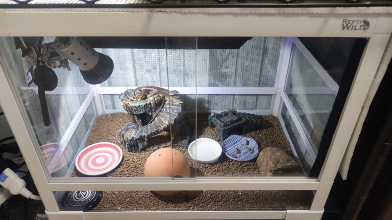 ニホントカゲ飼育レイアウト