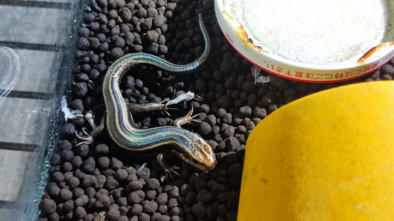 ニホントカゲの脱皮