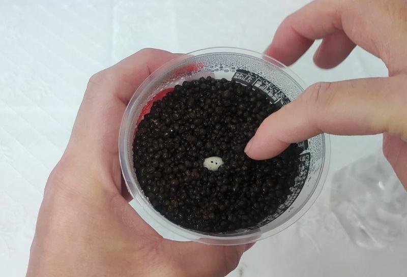 カナヘビの卵の育て方