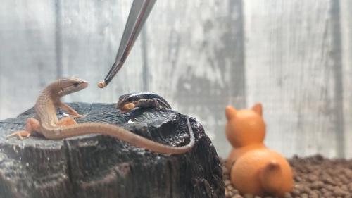 人工餌を食べるカナヘビとニホントカゲ