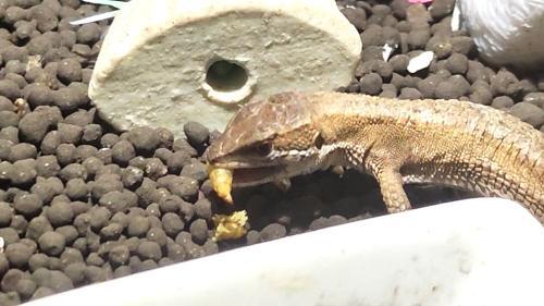 バグプレミアムを食べるカナヘビ