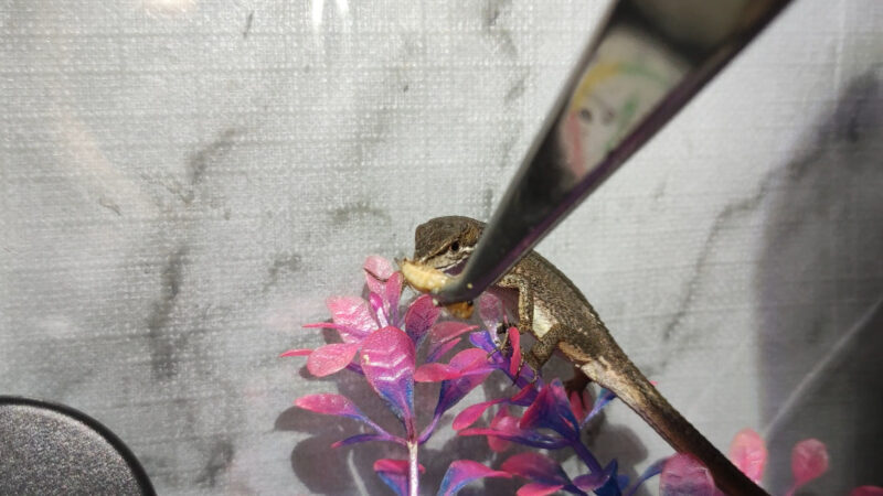 カナヘビにピンセットで餌を与える