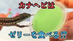 カナヘビ飼育の餌 食べる虫ランキング おすすめの餌と食べない餌も紹介 カナヘビとかぼう