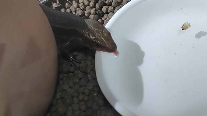 ニホントカゲが水を飲む