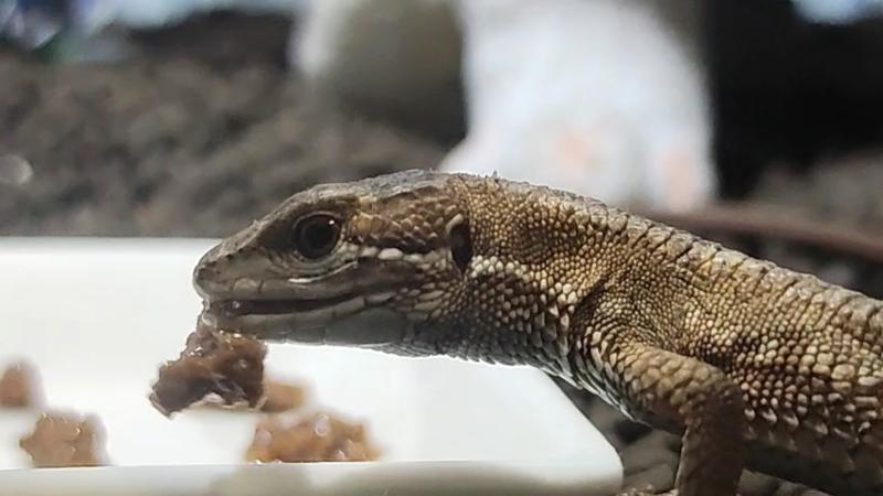 カナヘビが虫以外の人工餌を食べる