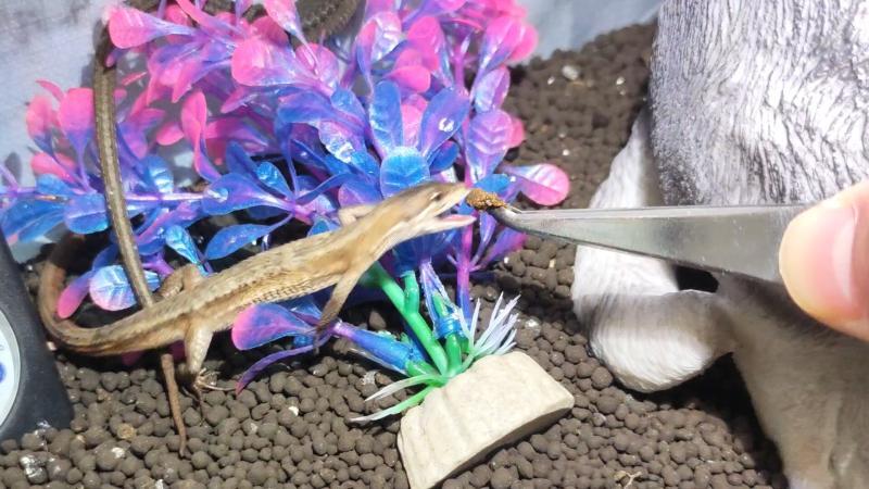 カナヘビが人工餌に食いつく瞬間