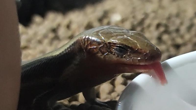 ニホントカゲの舌割れてる