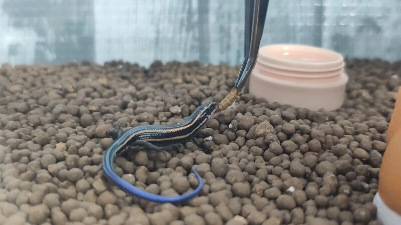 ニホントカゲ餌やり