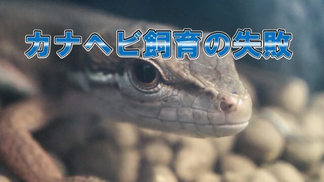 カナヘビの卵育て方 注意点は3つ 実際の画像で分かりやすく解説します カナヘビとかぼう