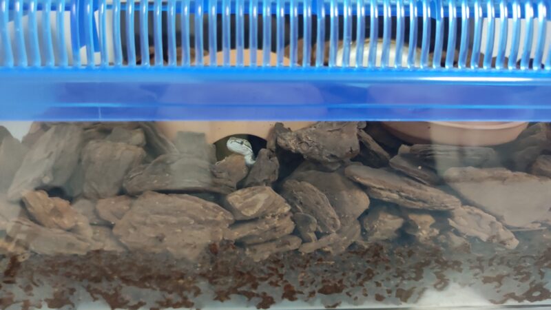 カナヘビの冬眠