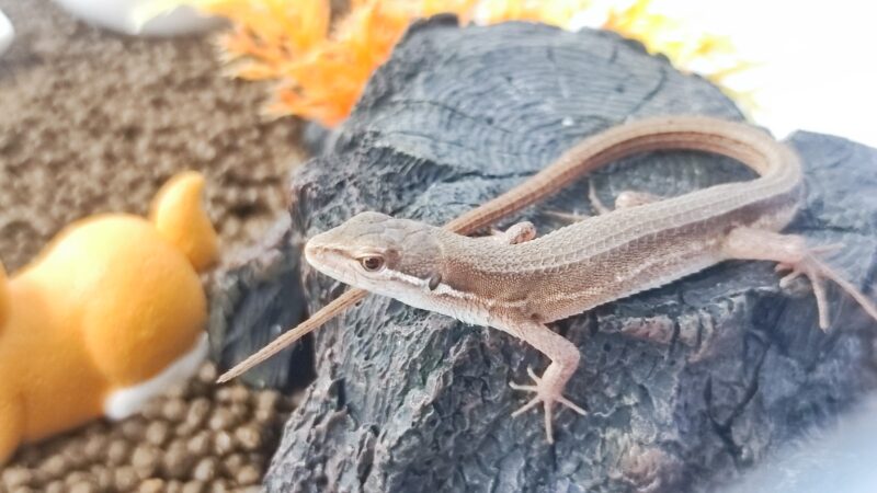 日光浴をするカナヘビ