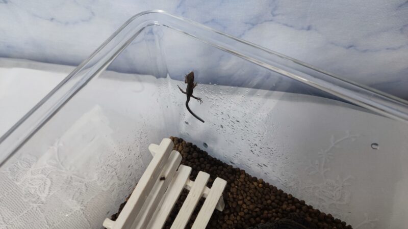 脱走しようとするカナヘビ