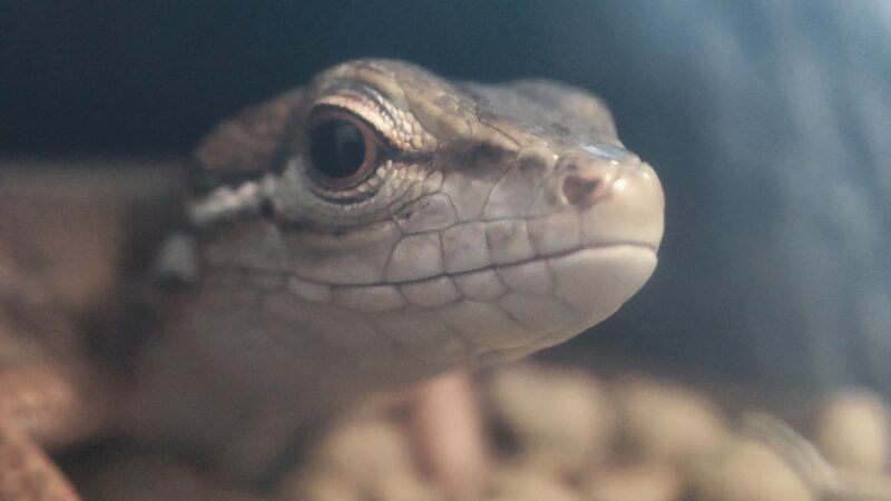 カナヘビ恐竜みたい