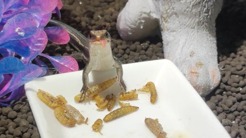 ニホントカゲかわいい